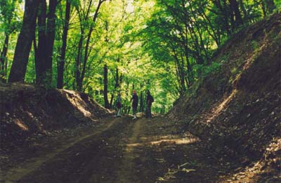 In the woods behind the monastery