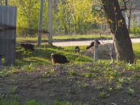 Grazing goats