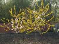 A couple of fruit trees